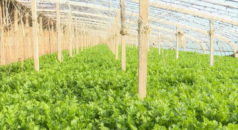 高陵gdp_2021高陵拆迁规划图(3)
