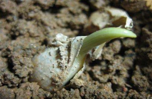 什么时间种蒜好呢 868c788423fb470198743f09dee01e6e.jpeg