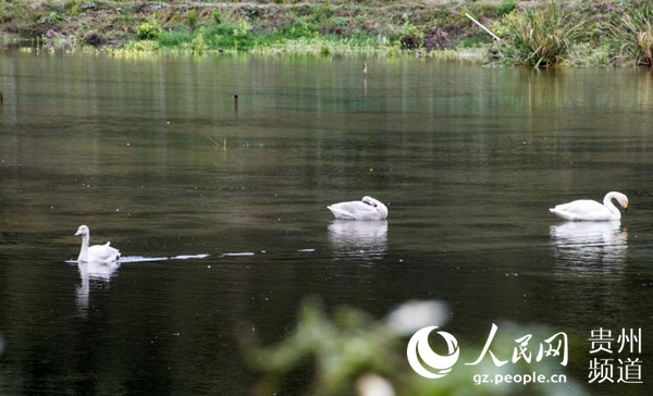 首次发现！国家二级保护动物白天鹅来贵州德江海溪沟越冬