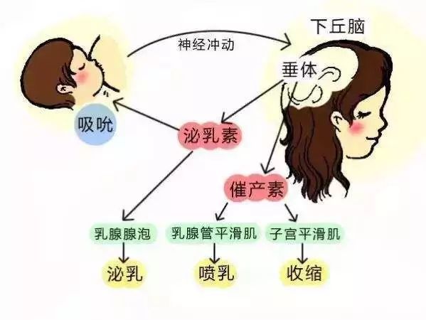 如何成功进行母乳喂养？