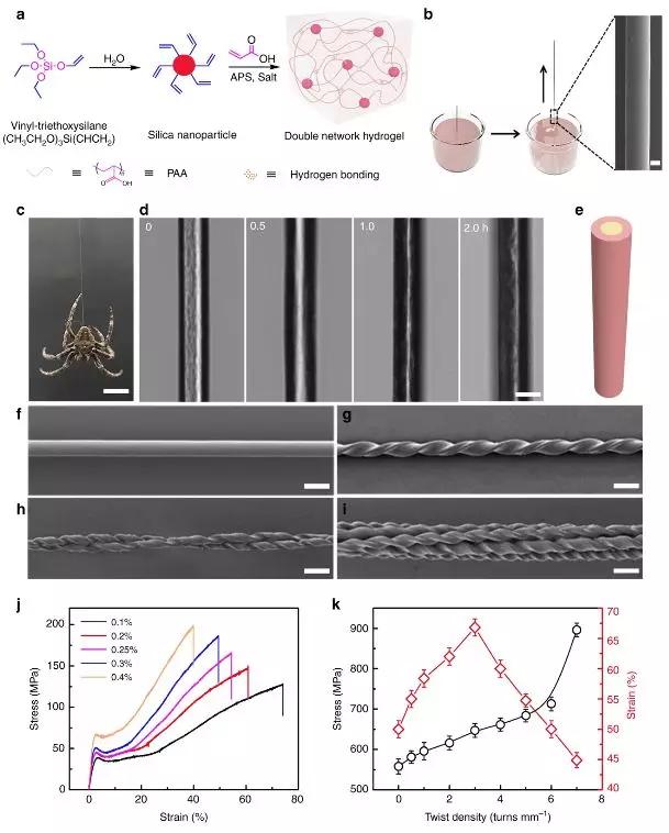 南开大学刘遵峰团队使用水凝胶纤维研获超强韧人造蜘蛛丝