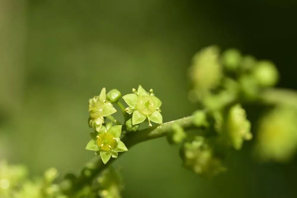 第四届芙蓉杯全国文学大赛入围诗歌作品上山下乡时的枣花香