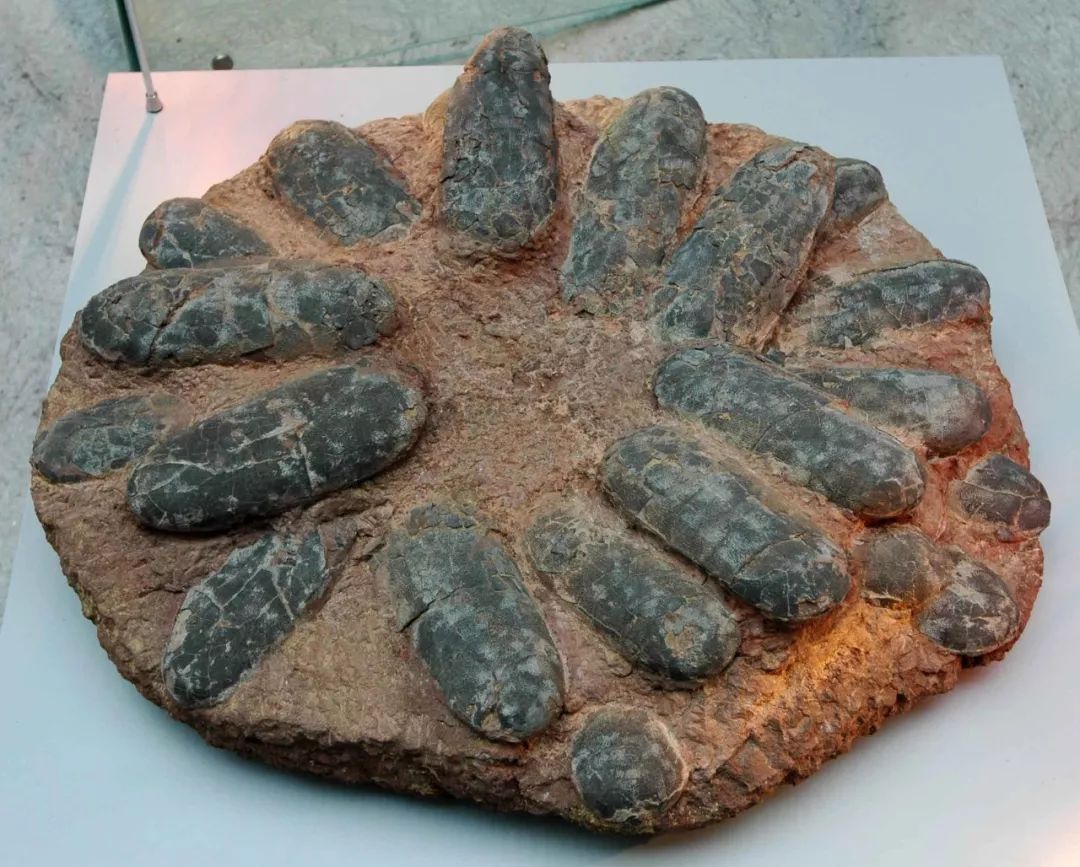 深圳首秀500国宝级恐龙化石7000㎡沉浸式空间