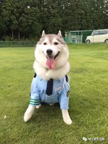 又有三只当上警犬的哈士奇,这颜值简直逆天了