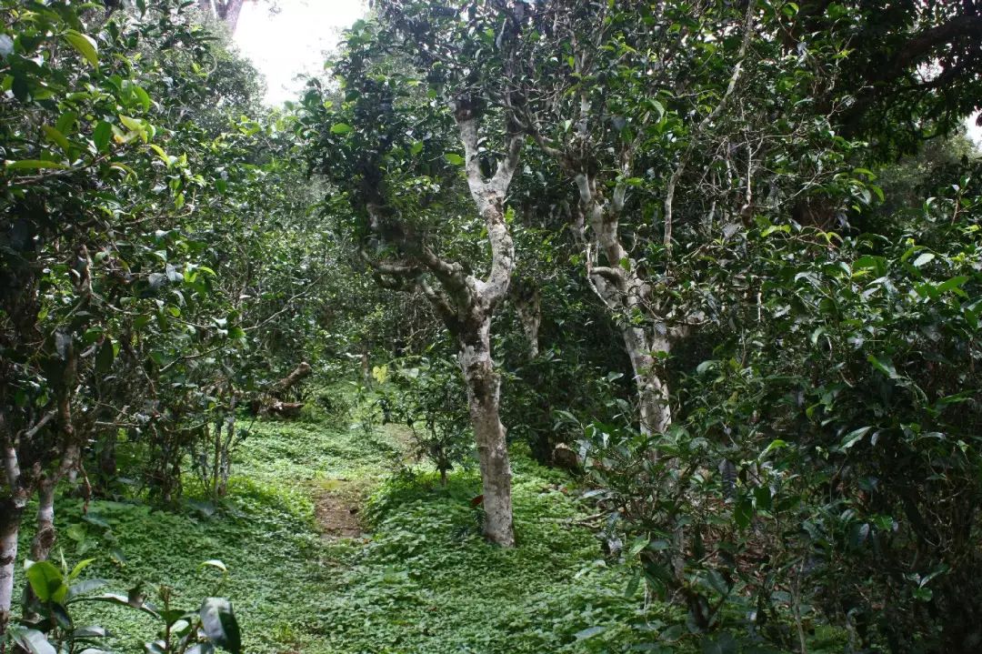 来到铜箐河,这位茶农带领记者不断向大山深处行走,在这个山坡上,"易武