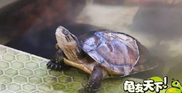 梦境中的生命循环，梦见乌龟的生死与复活