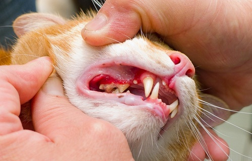 牙垢导致猫咪患上牙龈炎,如果细菌进入齿槽就会产生牙周疾病