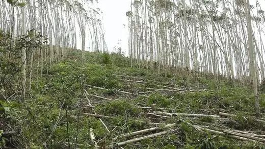 钦州东场镇人口_广西钦州小董镇图片