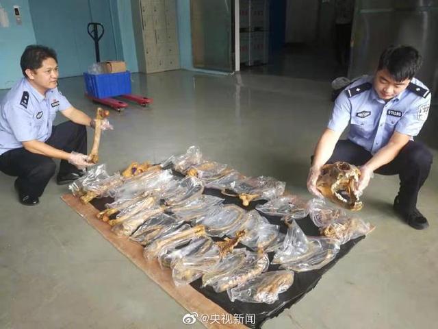 海关严查走私，36件濒危动物制品被截获