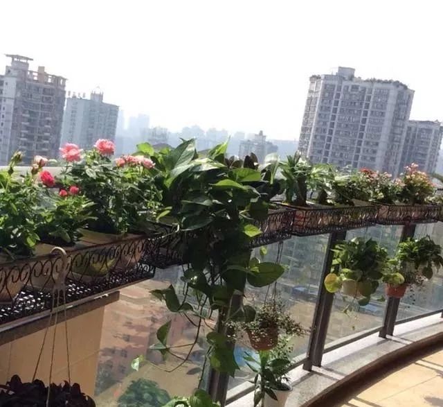 阳台种什么植物看起来高档 e23340fb1f804043936114bc988bf928.jpeg