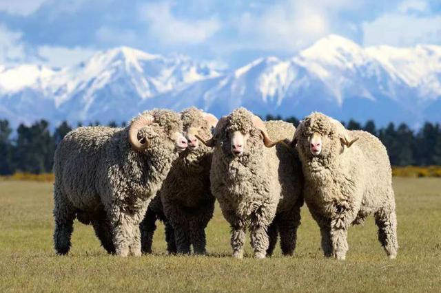 7,美利奴羊:中国美利奴羊是我国最好的细毛羊品种,分为新疆型,新疆