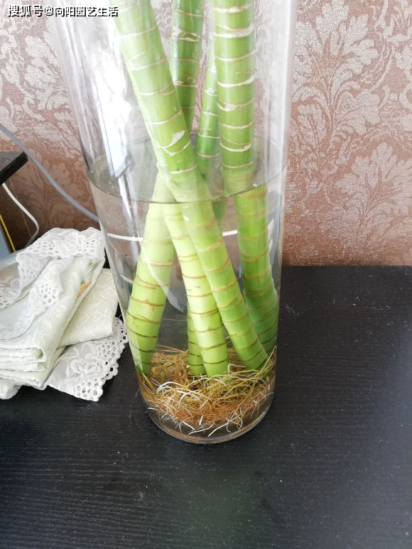 富贵竹叶子发黄怎么救已有根 f8bfdf6a096848d89828f338740e5bd1.png