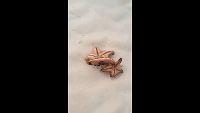 才不是所有海星都是《海绵宝宝》的派大星