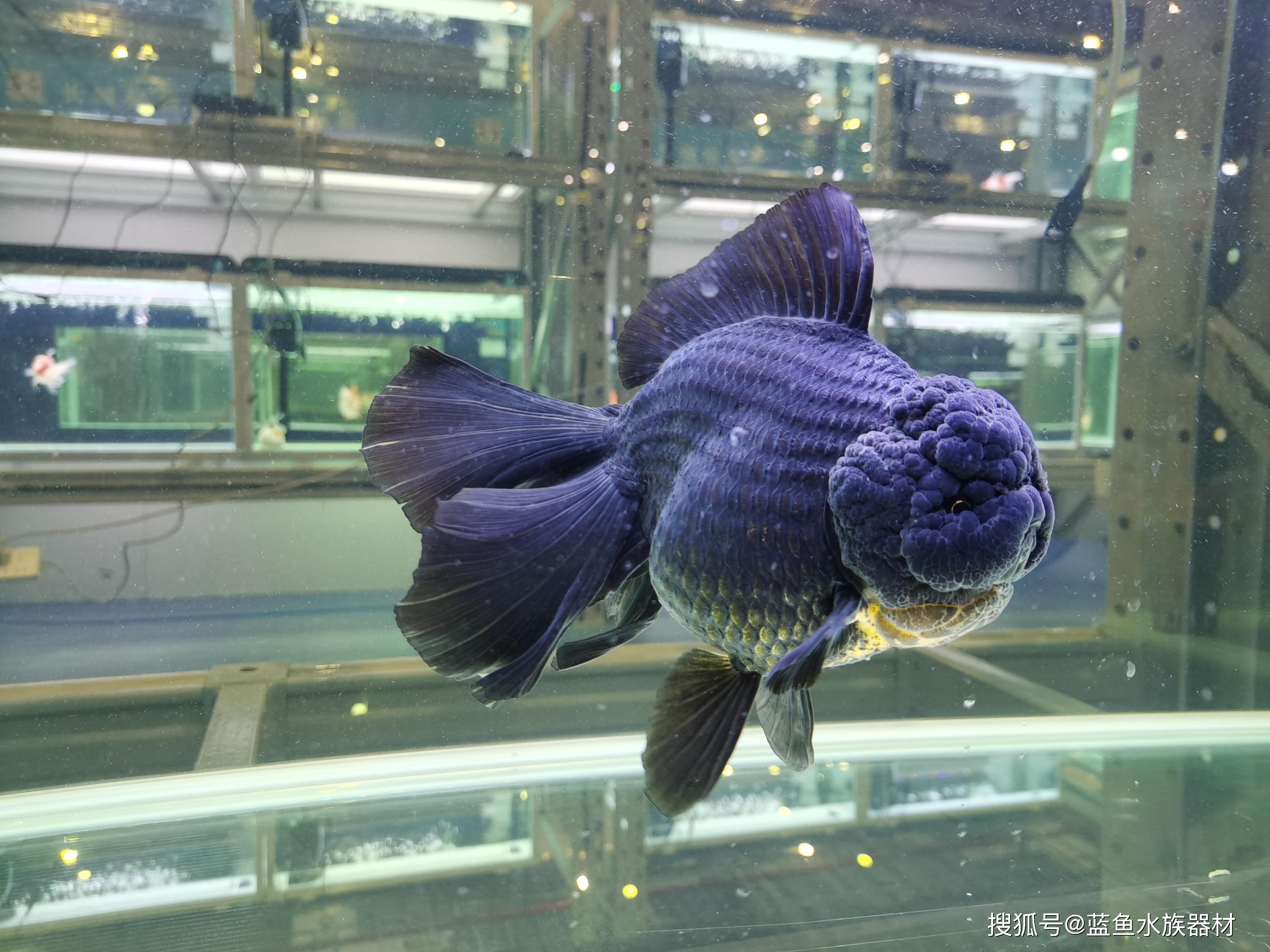 参赛兰寿金鱼饲养技巧