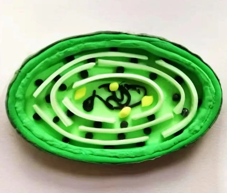 微观看世界|高一年级开展细胞的三维结构立体模型制作