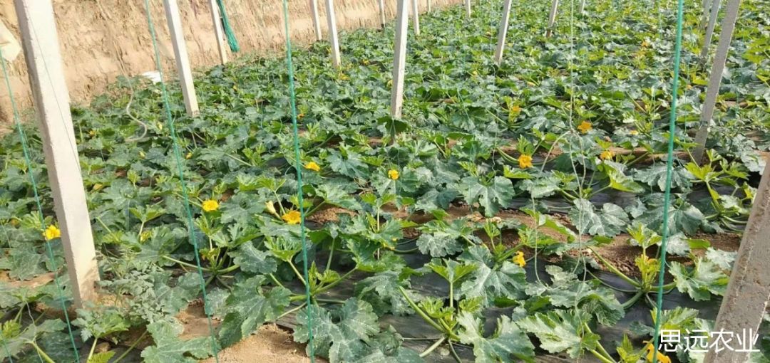 越冬茬西葫芦初花期标准化管理