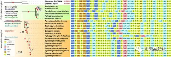 前沿科技 | 中科院科学家研发出系统发育分析新