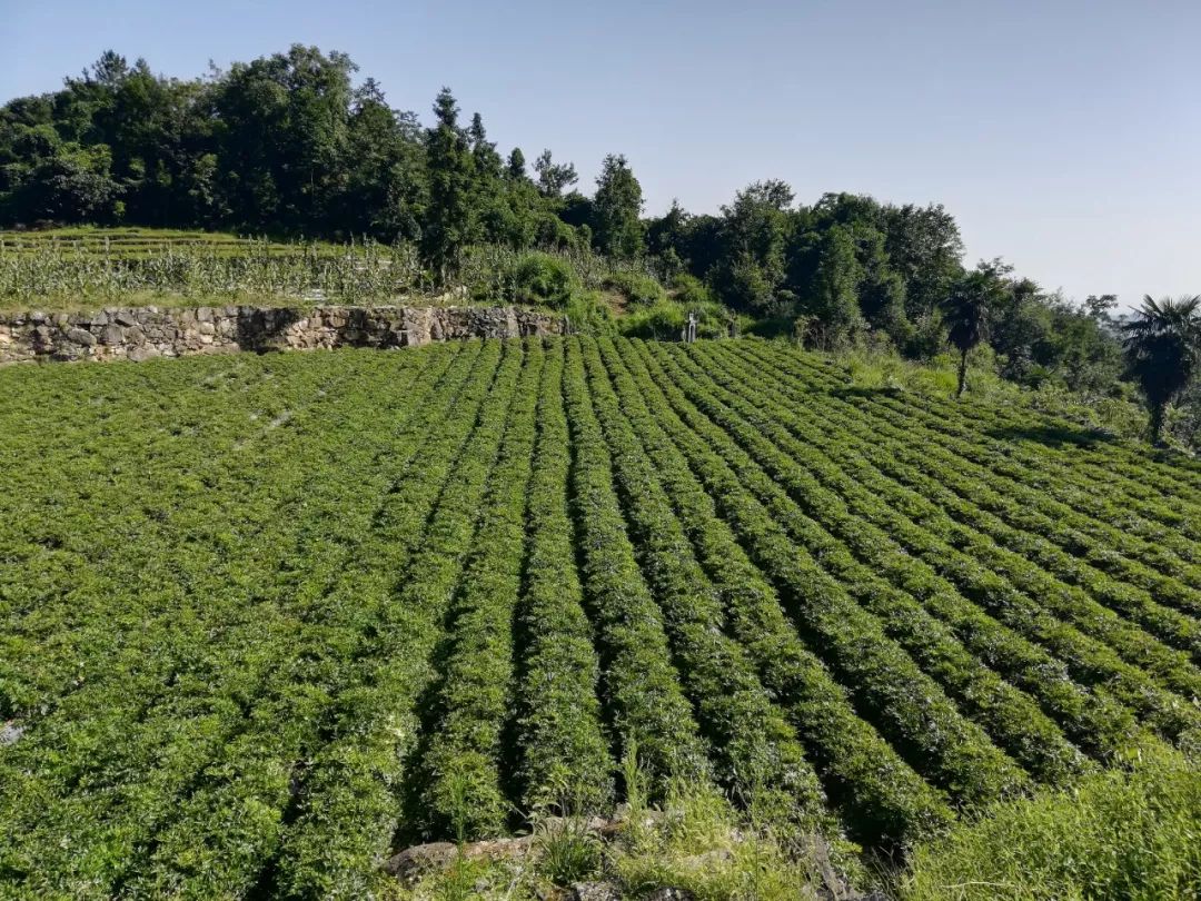 (转)产业扶贫出实招——梁山中药材种植扶贫基地揭牌