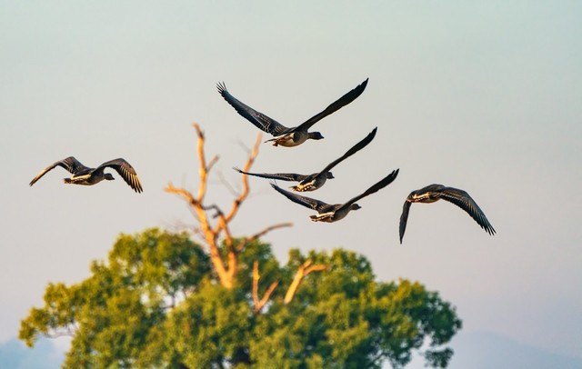 简谱雁飞的大雁_大雁往南飞简谱