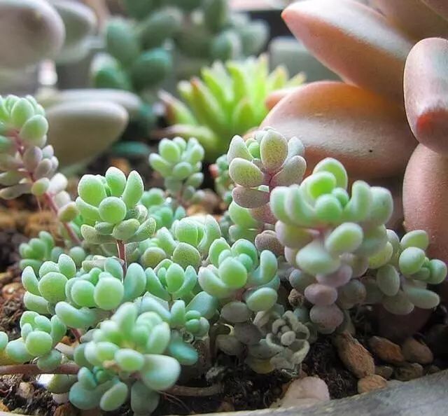 多肉种植基质 5ba9b4fe27c744aca96bdd79ca0ad74f.jpeg