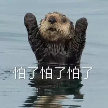 表情包丨两百斤的我，满脸写着可爱