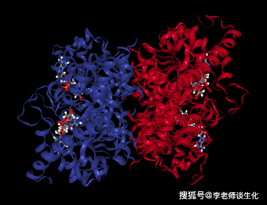 乳酸脱氢酶和底物活性中心是由酶分子中少数几个残基构成的,它们在一