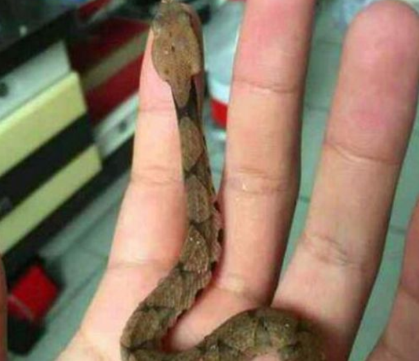 梦见鞋子里爬满了小蛇用手拿出来，梦境背后的深层含义与解析