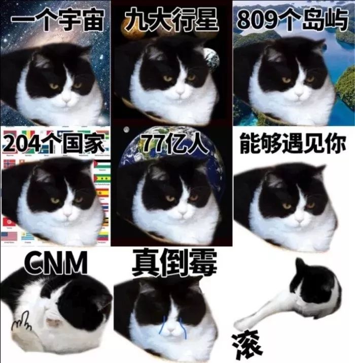 表情包丨两百斤的我，满脸写着可爱
