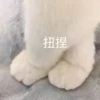 表情包丨两百斤的我，满脸写着可爱