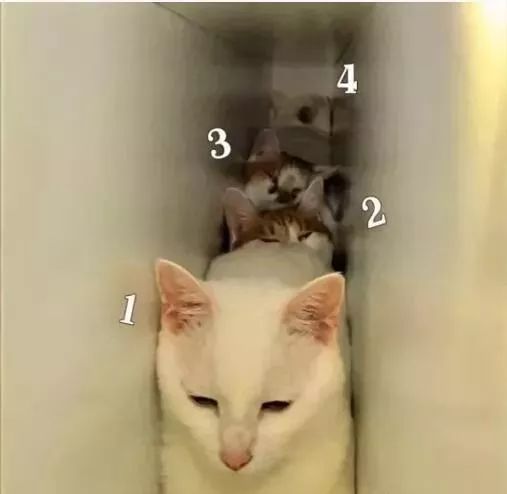 猫咪害怕躲起来怎么引出来 7b740cc251ad48ed97d47ba3ce0e331a.jpeg