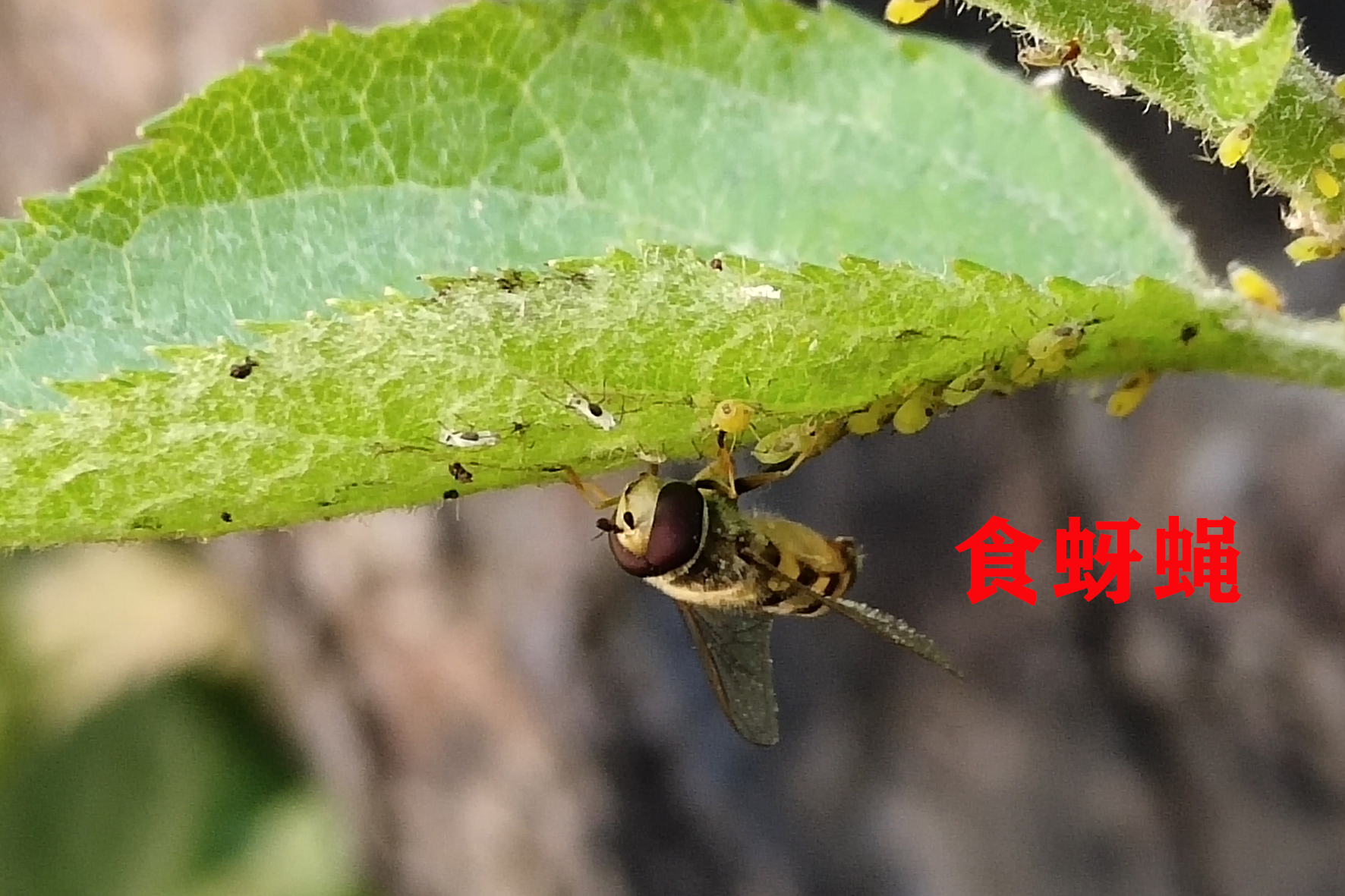 苹果黄蚜较多的叶片上的食蚜蝇成虫