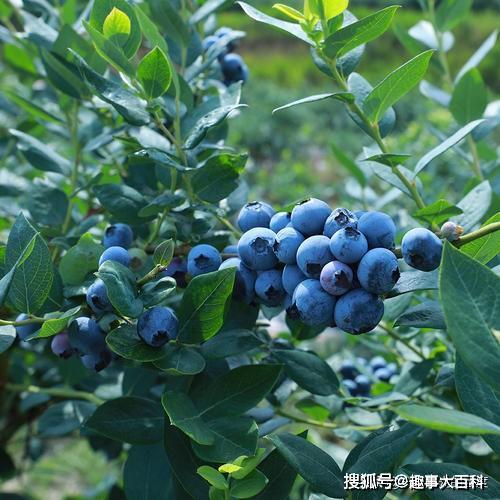 哪些水果不需要打药 942f6847202543179a3dfa7a633acf99.jpeg