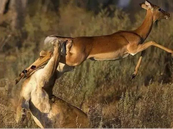 梦见黑色毛发的像马动物,探索梦境背后的深层含义 梦见黑色毛发的像马动物,探索梦境背后的深层含义