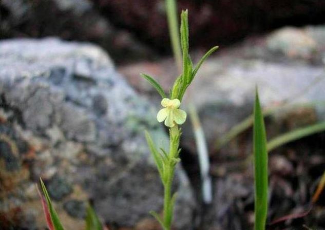 野草,农民遇见就拔,不知"黄金草",每斤千元十分珍贵