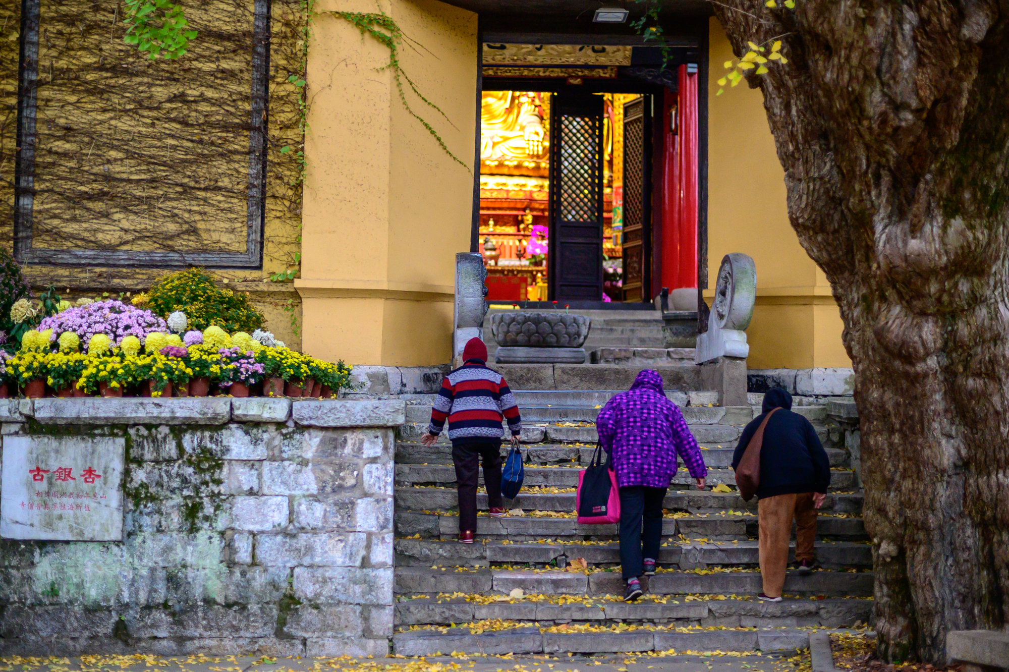 无锡排名第一的古寺，至今1500多年历史，寺前有一棵600年古银杏