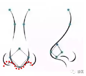 海鸥线影响着鼻子的精致度,越是平滑的海鸥线,鼻子给人的感觉往往