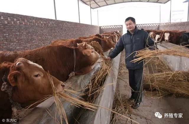 农村地区如何科学养牛?科学养牛技术养好牛