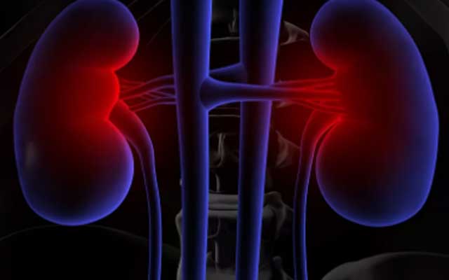 肾是先天之本可以调理吗 b223c8d887734b468ca8d59dbc8c8f7d.jpeg