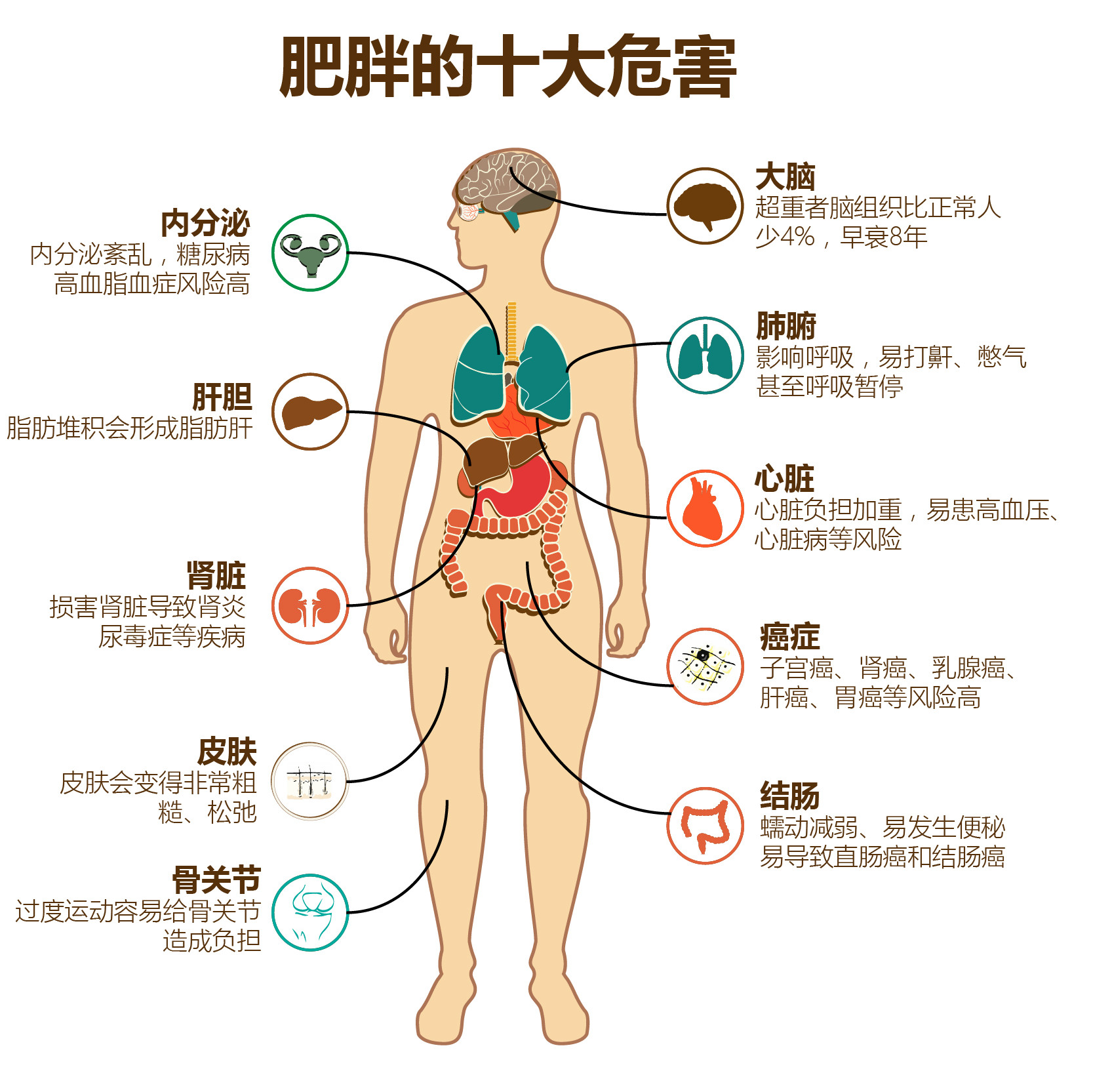 中国肥胖人口比例_中国人口肥胖统计图(2)