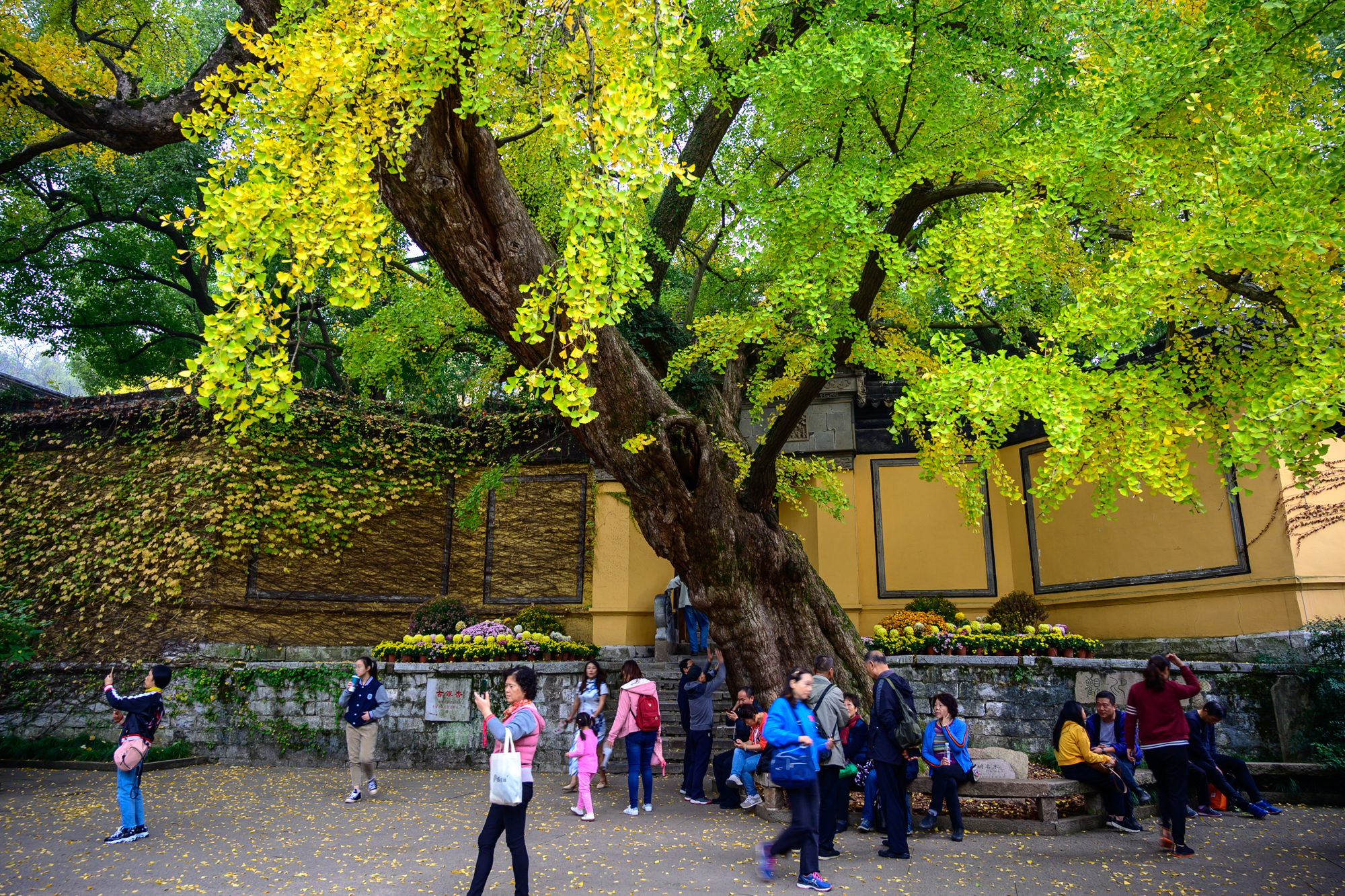 无锡排名第一的古寺，至今1500多年历史，寺前有一棵600年古银杏