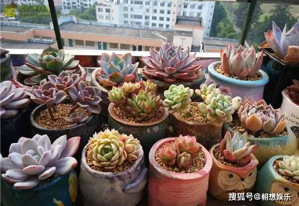 多肉小盆 c9777a3e2dca448a84787e2e530b68ee.jpeg