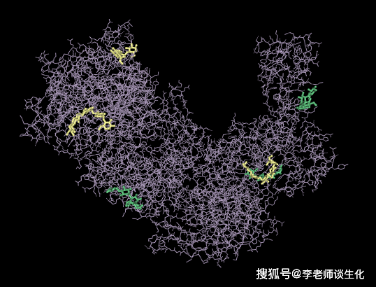 酶分子的化学组成及相关词汇辨析