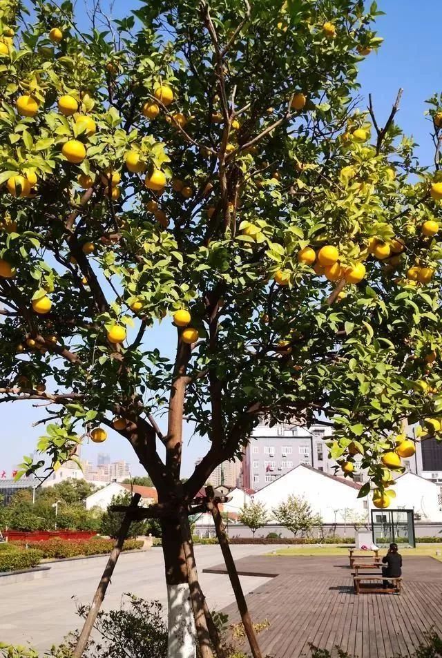 嘉定有颗树,果实形似柠檬却不是柠檬,这棵树结的是什么果?