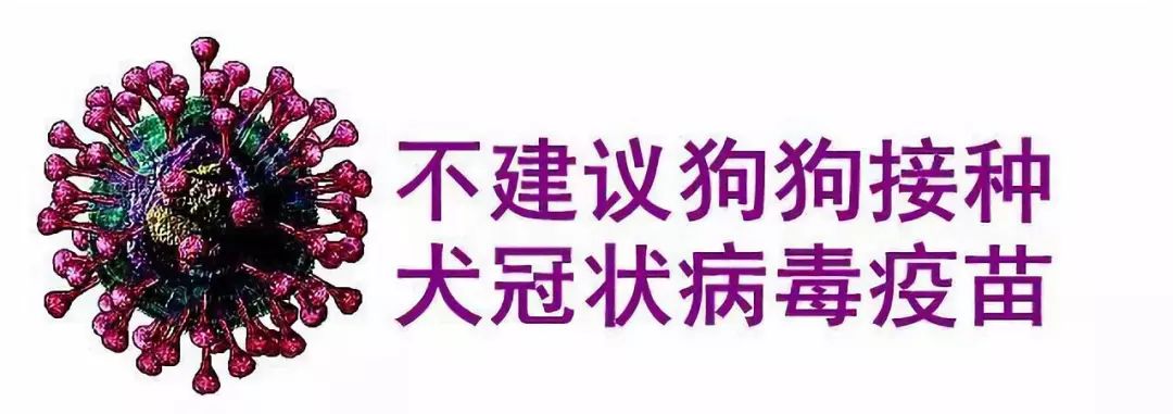 犬冠状病毒感染,猫传染性腹膜炎.