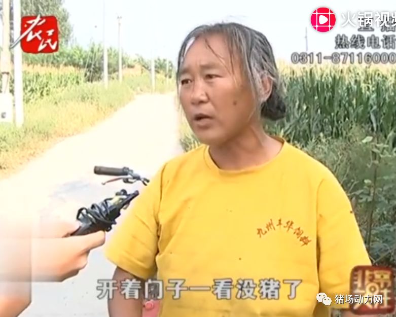 警惕:"偷猪团伙"开始偷猪了!