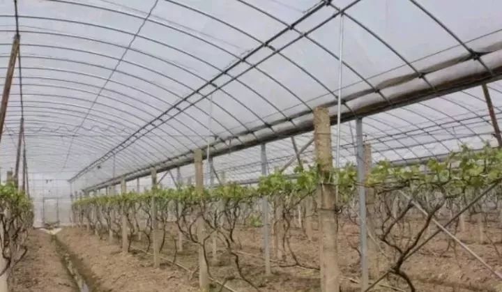 如何选择好的大棚膜 fe8ecef87cc6456ea76ea3abe9eb633d.jpeg