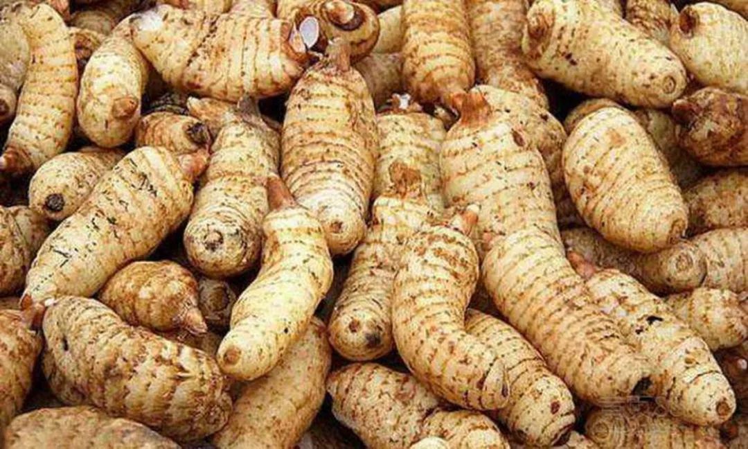 如何种植天麻 0160a2c485fc400caa4037f140c6f4e1.jpeg