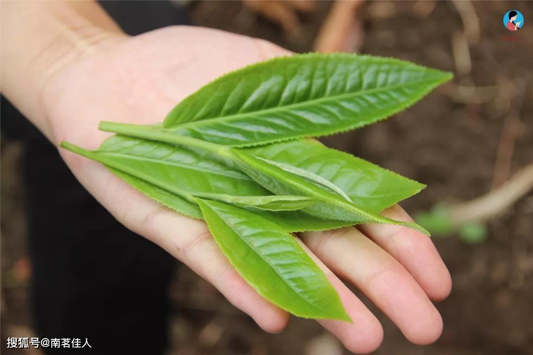 大叶种普洱茶才是真正的普洱茶？3分钟告诉你，中小叶种为何充满争议？