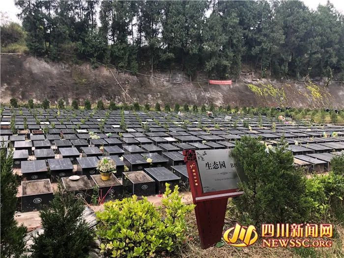 近日,四川新闻网记者接到恩阳区一陈先生反映称,恩阳区金顶山公墓出现