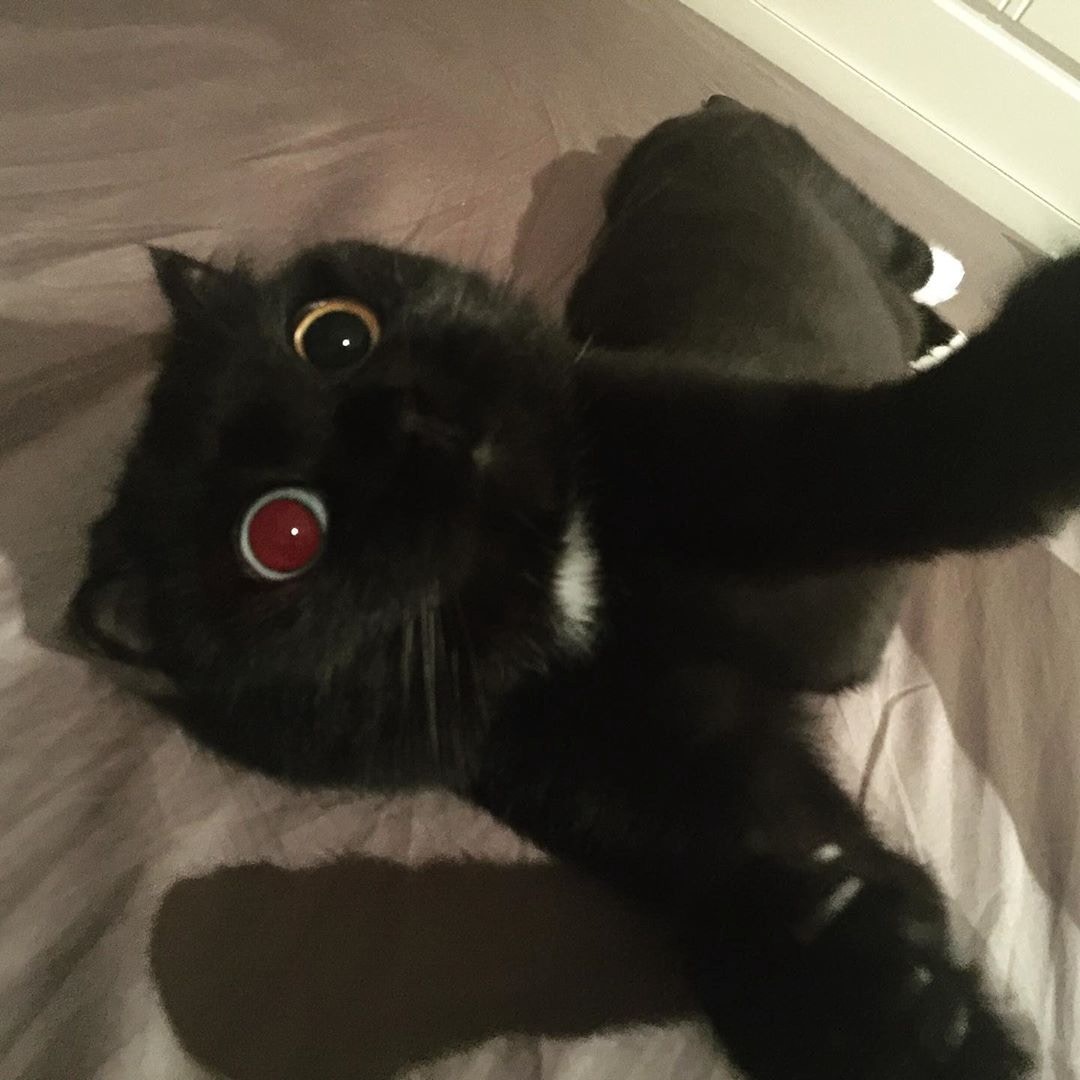 原创折耳猫天生异瞳黑如煤炭被封最萌煤炭猫